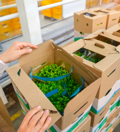 A worker's hands open a cardboard box packed with fresh green lettuce in a produce distribution facility.